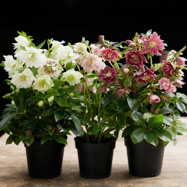 Lenzrose ‚Double Tricolour' – Helleborus orientalis – Ansicht 5