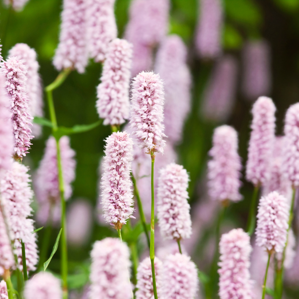 Kerzenknöterich ‚Alba' – Persicaria amplexicaulis – Ansicht 7