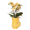 Schmetterlingsorchidee ‚Lima' – Phalaenopsis