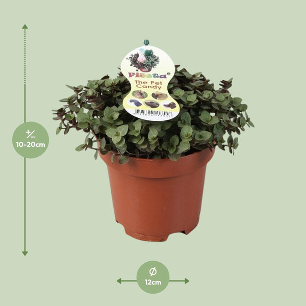 Kriechende Callisie – Callisia repens – Ansicht 2