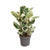Gummibaum ‚Tineke' – Ficus elastica