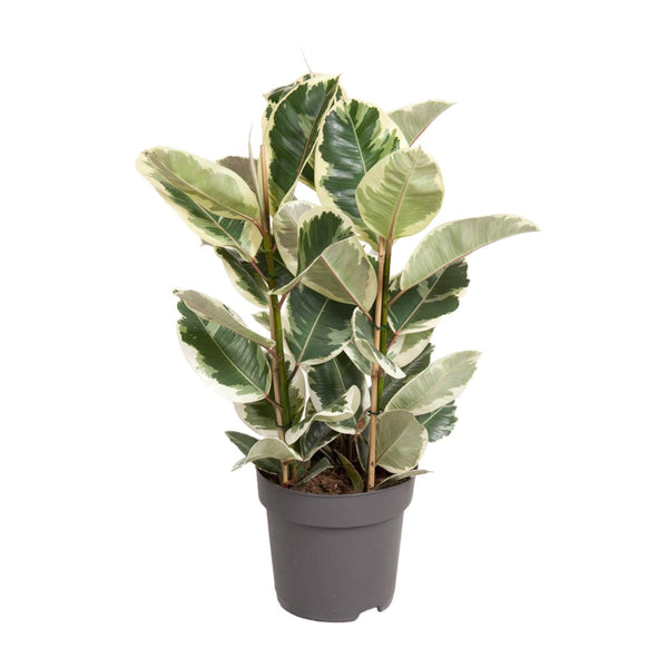 Gummibaum ‚Tineke' – Ficus elastica