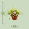 Kap-Sonnentau – Drosera capensis