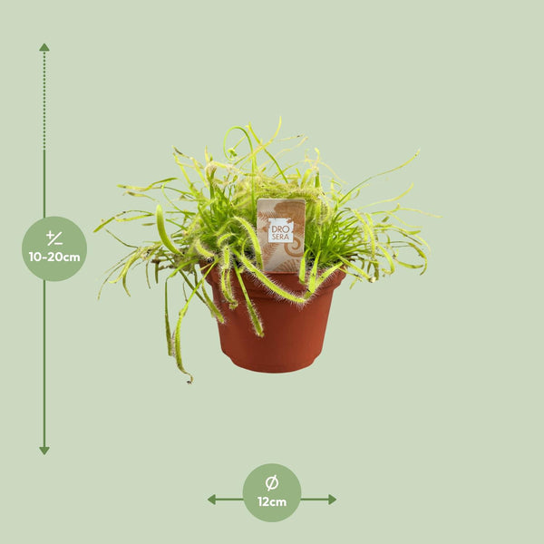 Kap-Sonnentau – Drosera capensis