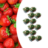 Erdbeere – Fragaria × ananassa