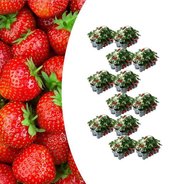 Erdbeere – Fragaria × ananassa