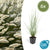 Lampenputzergras ‚Hameln' – Pennisetum alopecuroides – Ø 9 cm · 10-25 cm, 6 Stück