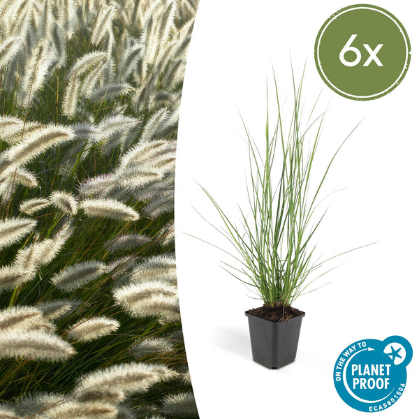 Lampenputzergras ‚Hameln' – Pennisetum alopecuroides – Ø 9 cm · 10-25 cm, 6 Stück