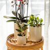 Geldbaum – Crassula ovata – Ansicht 2
