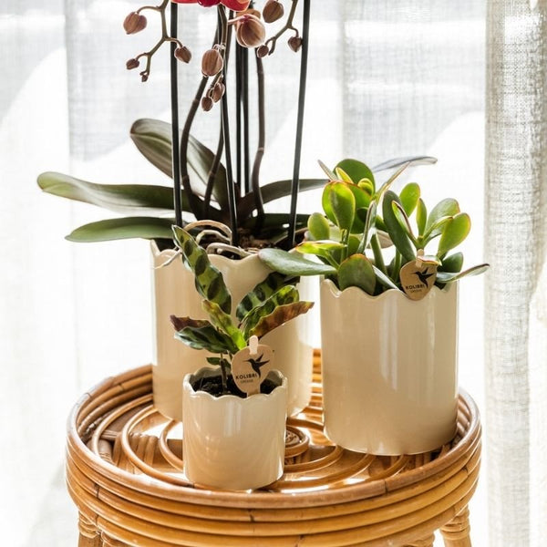 Geldbaum – Crassula ovata – Ansicht 2