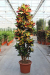 Wunderstrauch ‚Iceton' – Codiaeum variegatum