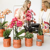 Echeveria ‚Summer' – Ansicht 11