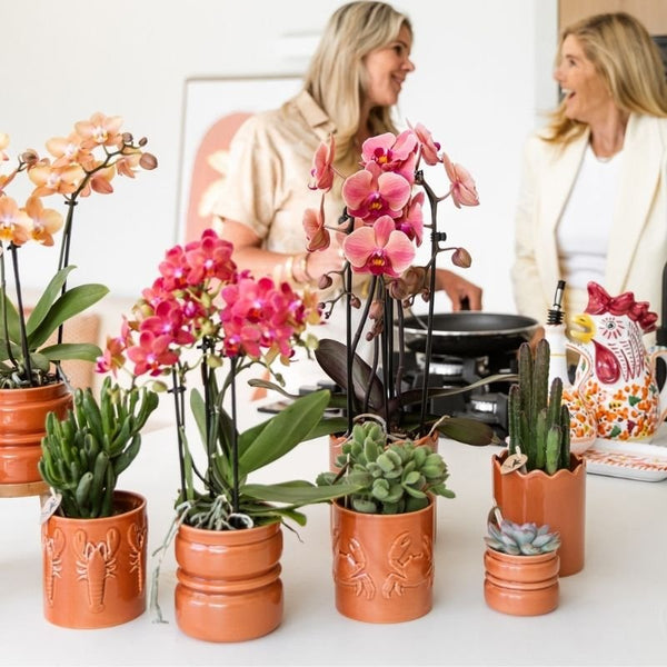 Echeveria ‚Summer' – Ansicht 11