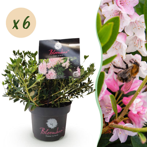 Zwerg-Rhododendron ‚Bloombux Magenta' – Rhododendron