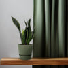 Bogenhanf ‚Whitney' – Sansevieria trifasciata – Ansicht 3