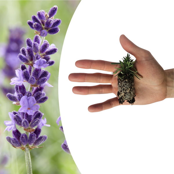Lavendel ‚Hidcote' – Lavandula angustifolia – Ansicht 2