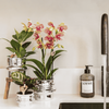 Schmetterlingsorchidee ‚Mineral Grosseto' – Phalaenopsis – Ansicht 2