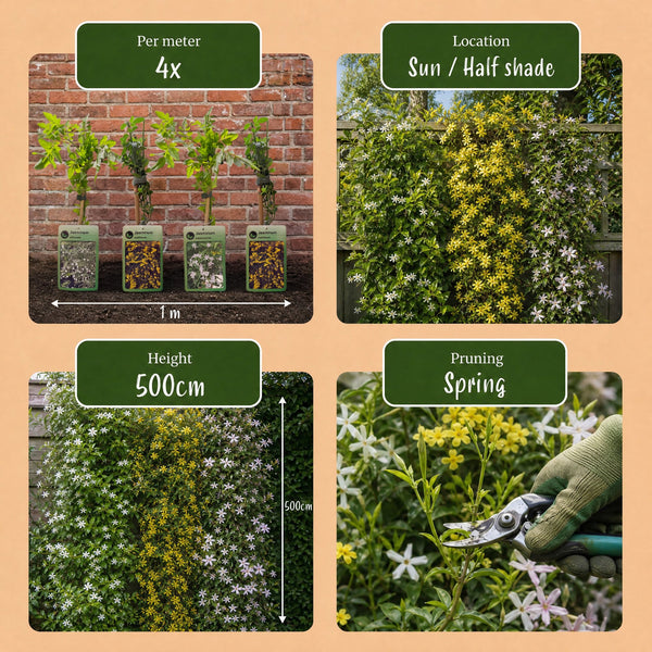 Jasmin-Set „Tricolour“ – 3 Jasminarten in Gelb, Weiß und Rosa – Ansicht 7