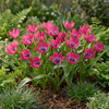 Tulpe ‚Little Beauty' – Tulipa – Ansicht 2