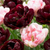 Tulpe ‚Sweet Desire Mix' – Tulipa – Zwiebelgröße 11/12