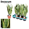 Bogenhanf ‚Laurentii' – Sansevieria trifasciata