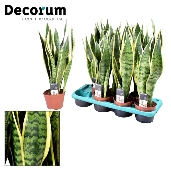 Bogenhanf ‚Laurentii' – Sansevieria trifasciata