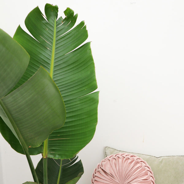 Baumstrelitzie – Strelitzia augusta – Ansicht 5