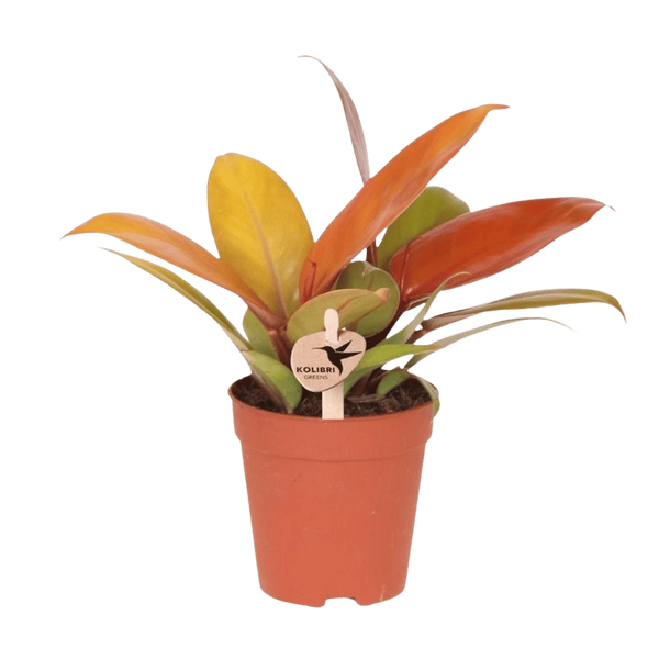 Philodendron ‚Ruby Red'