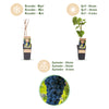 Weinrebe ‚Boskoop Glory' – Vitis vinifera – Ansicht 4