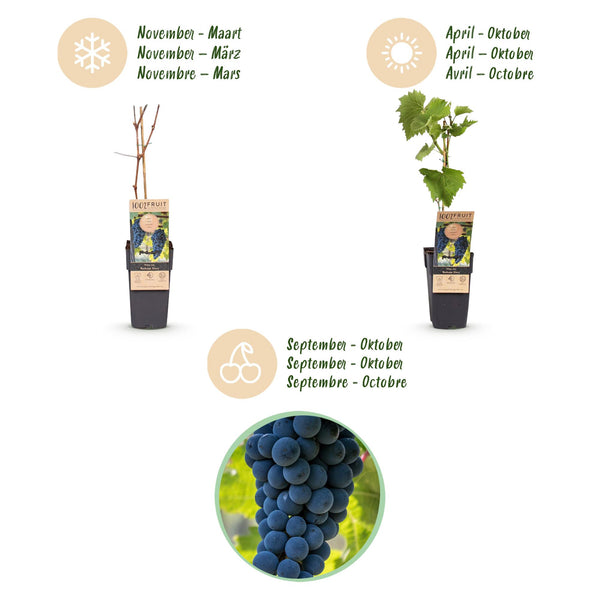 Weinrebe ‚Boskoop Glory' – Vitis vinifera – Ansicht 4