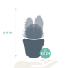 Kakteen-Set „Kakteenmischung“ – 3 Kakteen – Ansicht 2
