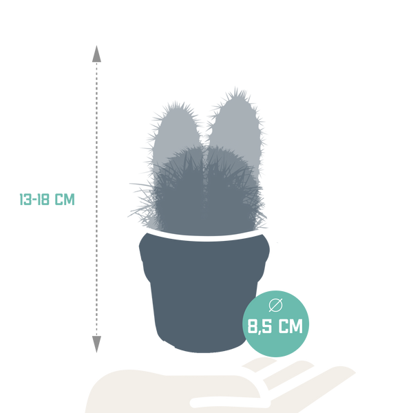 Kakteen-Set „Kakteenmischung“ – 3 Kakteen – Ansicht 2