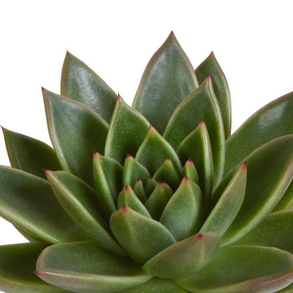 Sukkulenten-Set „Echeverie-Mischung“ – 3 Echeveria – Ansicht 5