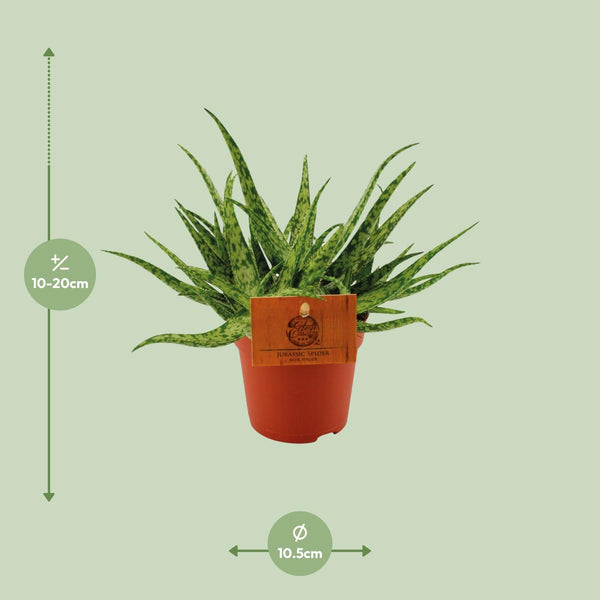 Aloe ‚Spider' – Ansicht 2