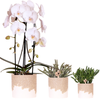 Pflanzen-Set „Bloom Sand" – Orchidee ‚Niagara Falls' mit Grünpflanzen