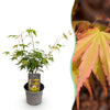 Fächerahorn ‚Katsura' – Acer palmatum – Ø 12 cm · 35 cm, 1 Stück