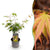 Fächerahorn ‚Katsura' – Acer palmatum – Ø 12 cm · 35 cm, 1 Stück