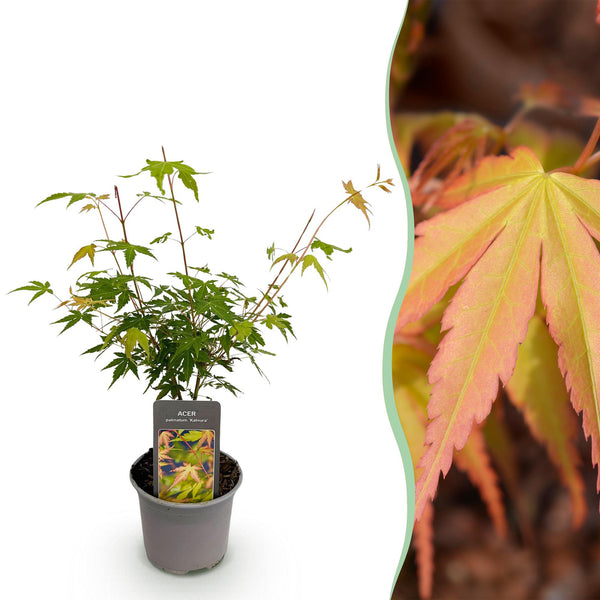 Fächerahorn ‚Katsura' – Acer palmatum – Ø 12 cm · 35 cm, 1 Stück