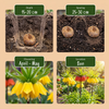 Kaiserkrone – Fritillaria imperialis – Ansicht 4