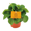Zwergpfeffer ‚Rana Verde' – Peperomia