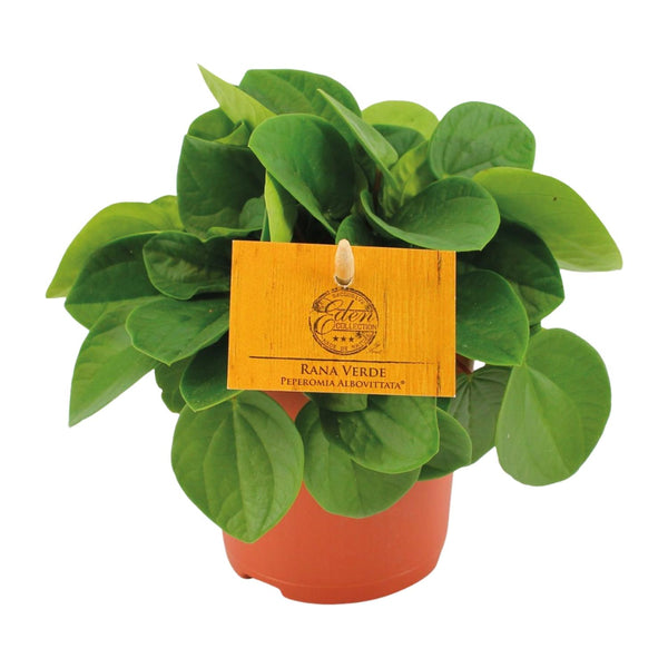 Zwergpfeffer ‚Rana Verde' – Peperomia