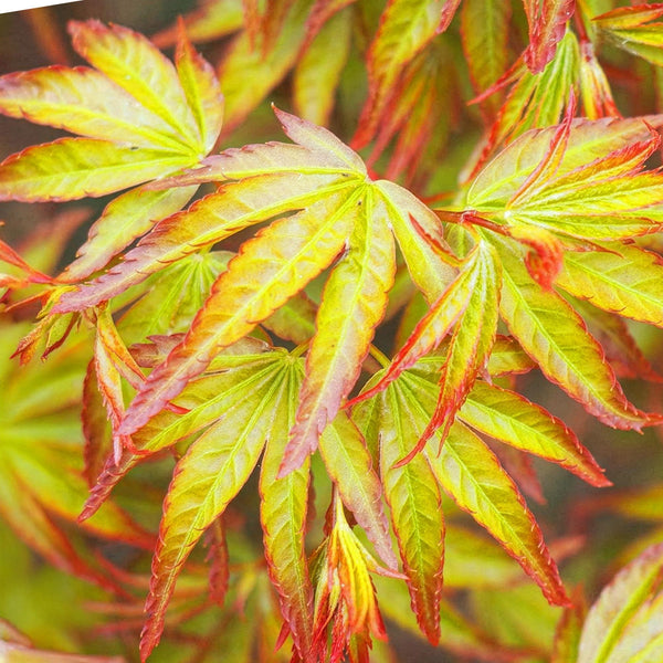 Fächerahorn ‚Little Princess' – Acer palmatum – Ansicht 4