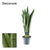 Bogenhanf ‚Spearmint' – Sansevieria cylindrica