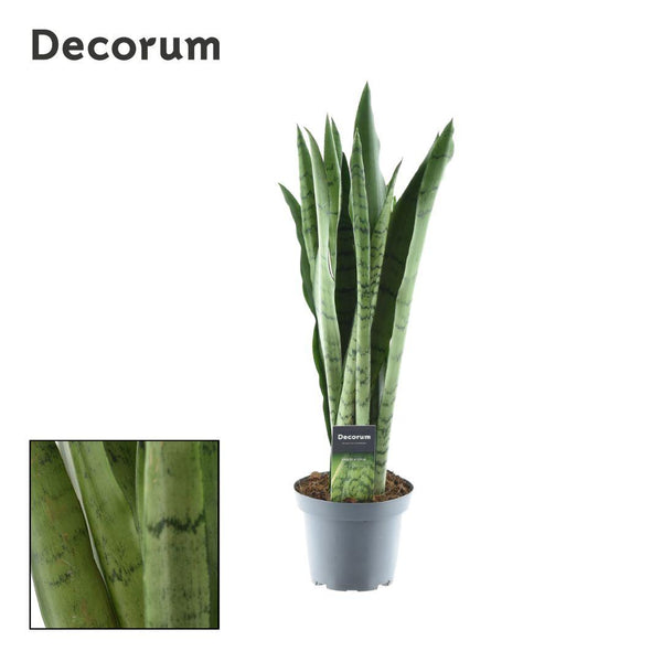 Bogenhanf ‚Spearmint' – Sansevieria cylindrica