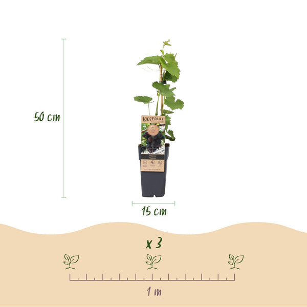 Weinrebe ‚Vanessa' – Vitis vinifera – Ansicht 3