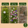 Waldreben-Mix „Tricolour" – Clematis – Ansicht 6