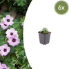 Aschgrauer Storchschnabel ‚Ballerina' – Geranium cinereum – 6 Stück
