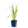 Pfeifengras ‚Heidebraut' – Molinia caerulea – Ansicht 2