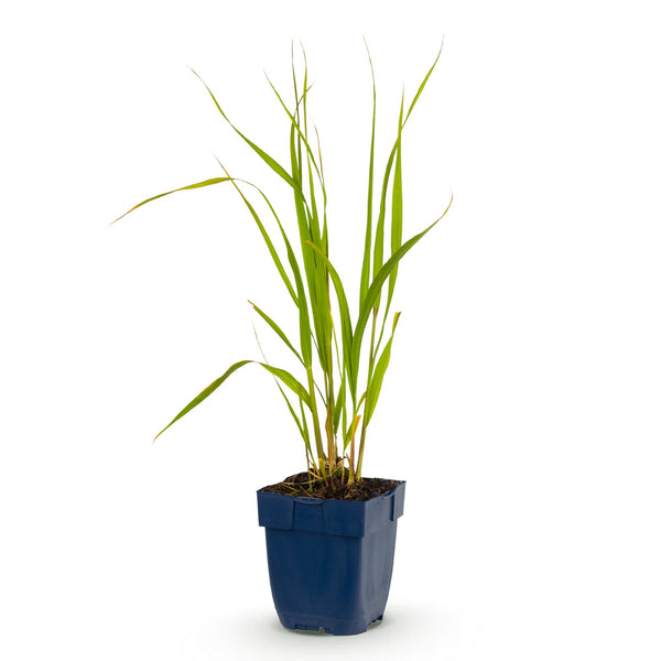 Pfeifengras ‚Heidebraut' – Molinia caerulea – Ansicht 2