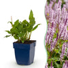 Kerzenknöterich ‚Rosea' – Persicaria amplexicaulis